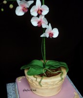 /album/fotogaleria/orchidea-v-kvetinaci-2-jpg1/